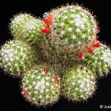 Mammillaria columbiana v. albescens JLcoll.2600 ex GX, Capitanejo, Colombia.jpg